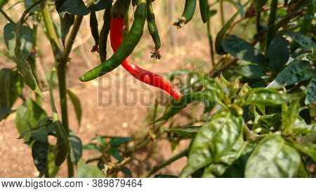 Red And Green Chilies Closeup From Indian Village Field