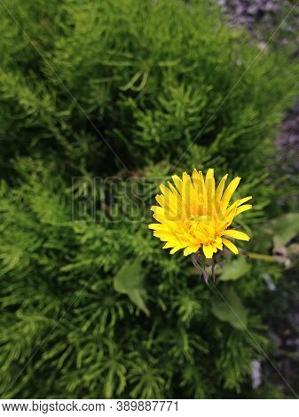A Single Dandelion Flower On A Green Grass Background
