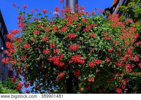 Many Delicate Vivid Red Flowers Of Geranium Plant, Commonly Known As Geraniums, Pelargoniums, Or Sto