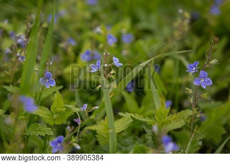 Blue Meadow Flowers, Beauty In Summer. Delicate Flowers In Spring.