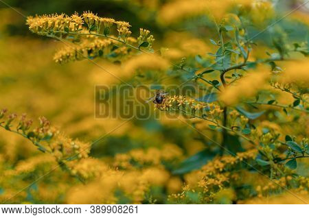 Beautiful Forsythia Flowers In The Garden In Spring. Golden Bell, Border Forsythia Forsythia X Inter