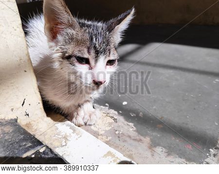 Small Kitten After Bath In Sunlight With Wet Hairs