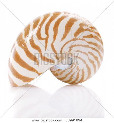 Nautilus pompilius mořské mušle, izolovaných na bílém, mělké dof