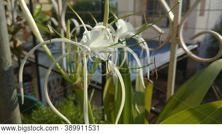 Beautiful White Lily Flower Close Up In A Bright Sunlight