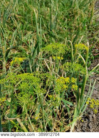 Fennel Saunf Plant Grown In Indian Village Farm