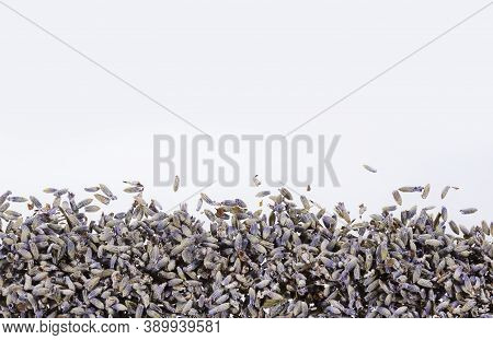 Lavandula - Dried Lavender Flowers. Text Space