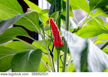 Red And Green Chilies Pepper On A Tree. Clouse Up Of Pepper Tree. Bush Of Chilies Pepper. Growing Re