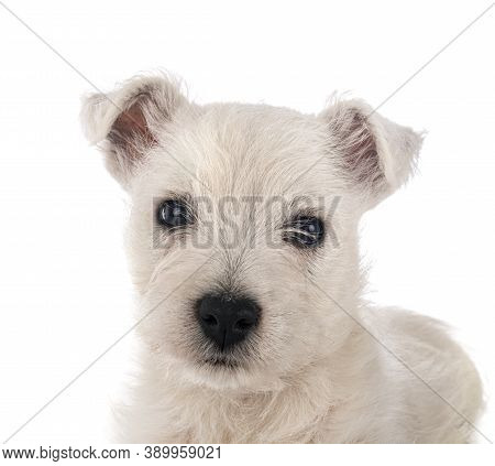 Puppy West Highland White Terrier In Front Of White Background