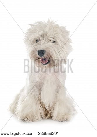 West Highland White Terrier In Front Of White Background