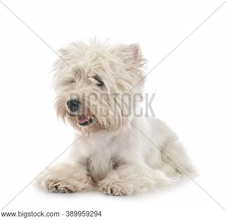 West Highland White Terrier In Front Of White Background