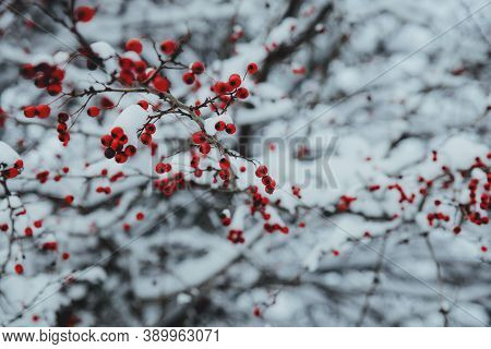 a cerry tree that bears fruit in the winter season for Christmas celebrations