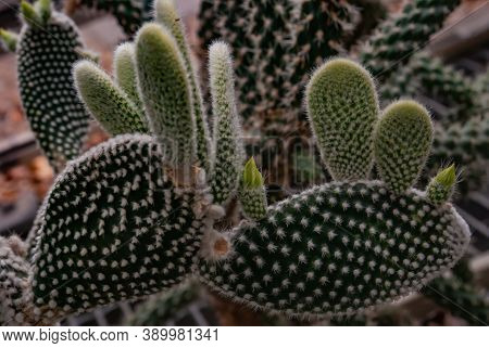 Cactus Plant. Opuntia Angel Wing Microdasys Albata Bunny Ears  Mouse Cactus Spiky Indoor Plant