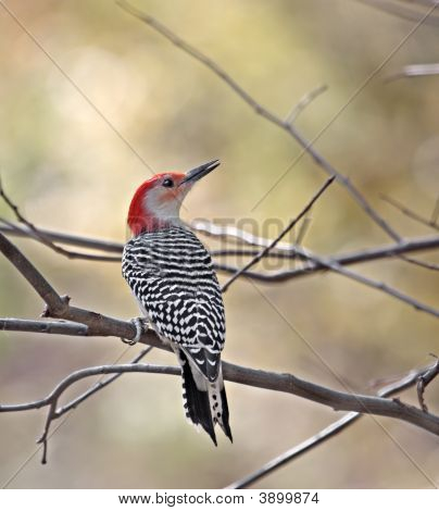 Red mahainen Woodpecker