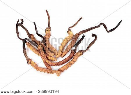 Cordyceps An Isolated On A White Background