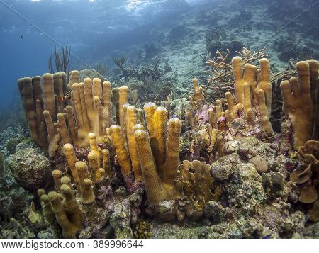 Caribbean Coral Reef Off The Coast Of The Island Of Bonaire