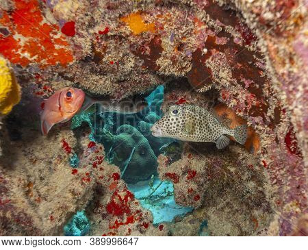 Caribbean Coral Reef With Squirrlefish And Cowfish