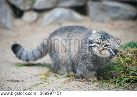 Pallas's Cat (otocolobus Manul). Manul Is Living In The Grasslands And Montane Steppes Of Central As