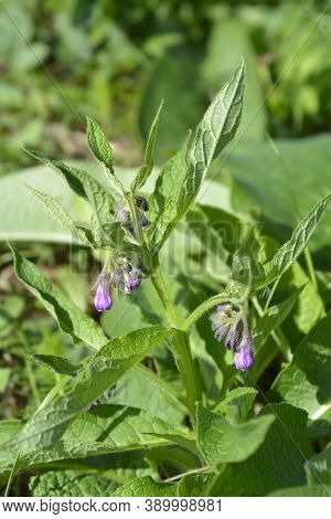 Common Comfrey - Latin Name - Symphytum Officinale