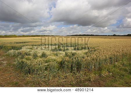 Wheat Field With Mayweed