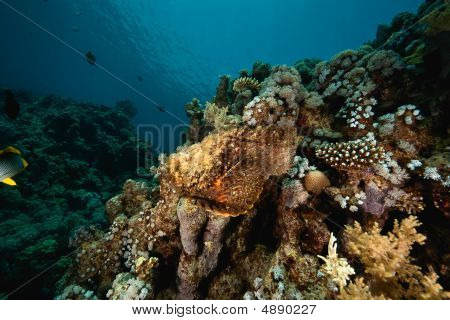 Sha'ab 주위 stonefish 마흐무드