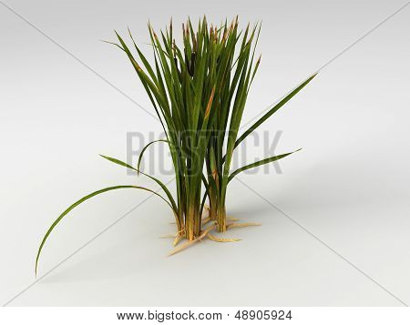 Typha Latifolia