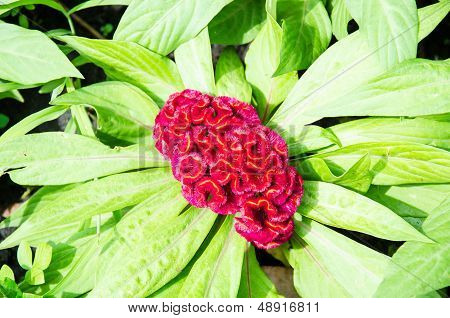 Plumed Cockscomb Flower