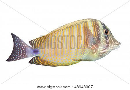 Tropiska fiskar isolerad på en vit bakgrund. Desjardin Sailfin Tang (Zebrasoma Desjardini).