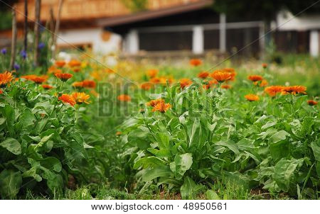 Orange Marigolds