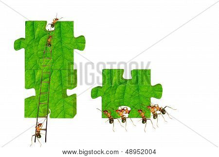 Ants Building