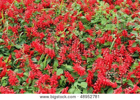 Beautiful Bed With Flowers Of Salvia