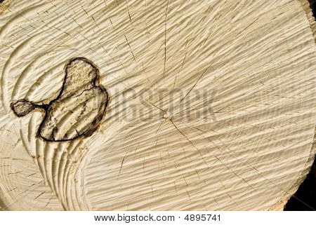 Holz