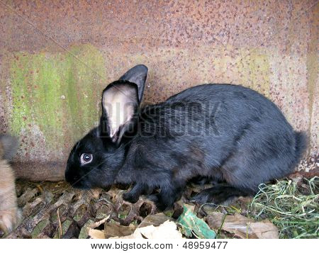 Small Nice Rabbit Behind A Bar