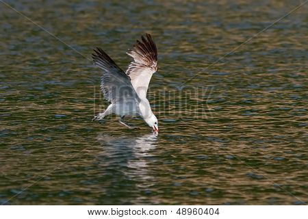 Audouin's Gull Feeding