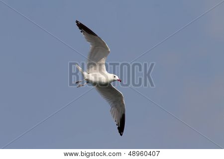 Audouin's Gull Flying