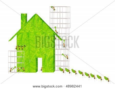 Ants Building