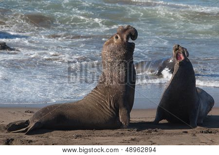 Elephant Seals Fighting