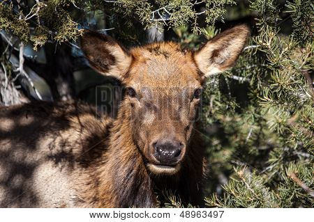 Mule Deer At Grand Canyon