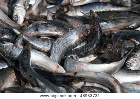 Dead Sardines