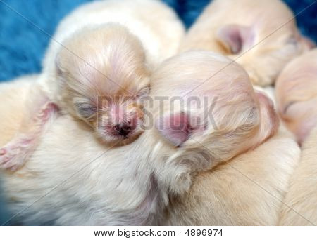 Tas de Poméranie chiots