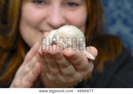 Un chiot dans la main