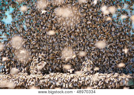 Many Bees On Beehive