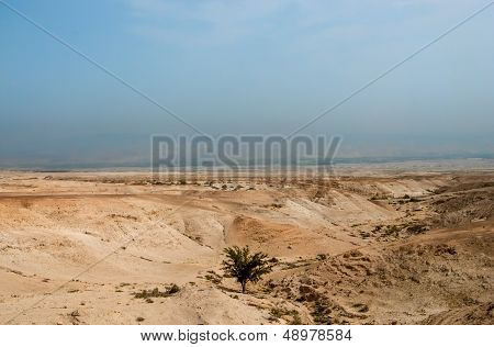 Tree in Judaean Desert
