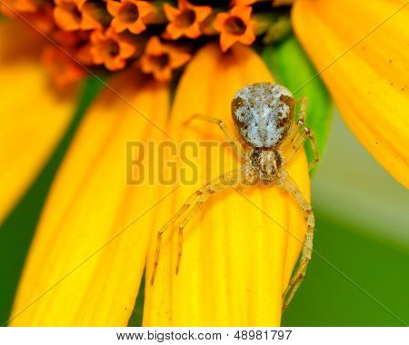 Crab Spider