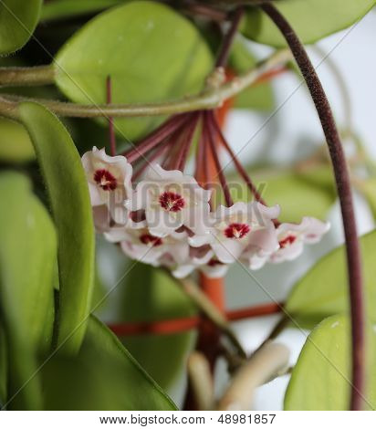 Hoya Flowers