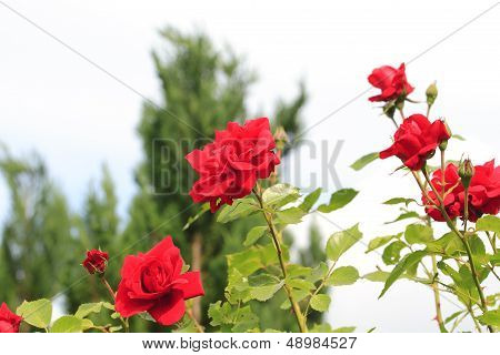 Flowering Climbing Rose