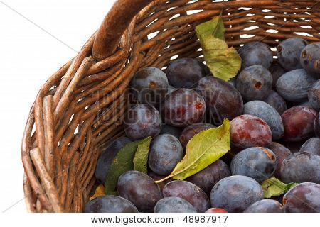 freshly collected purple plums
