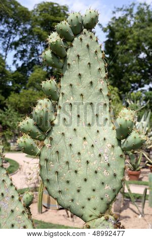 Opuntia With Fruits