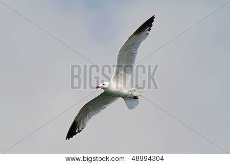 Audouin's Gull