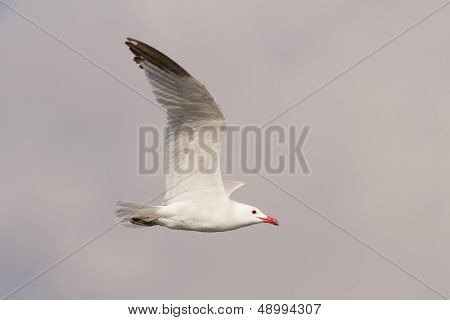 Audouin's Gull Flying
