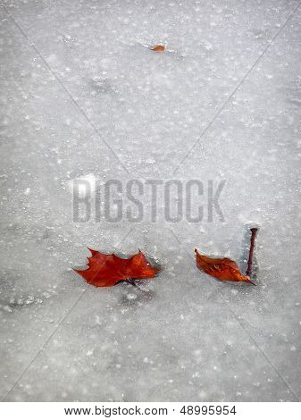 Leaves in the ice